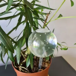 SET 8 komada automatskih dozatora vode za cvjetne posude / Prozirno