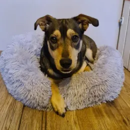 Chagljasti krevetić za kućne ljubimce SWEETY 600 mm / Sivi