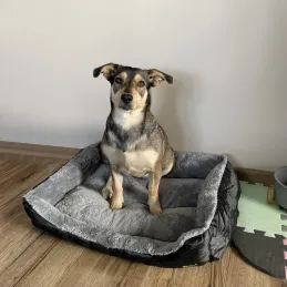 Krevet za kućne ljubimce POOR 600 x 450 mm / Crna