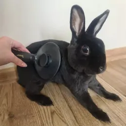 Samočisteća četka za dlaku za kućne ljubimce / Crna