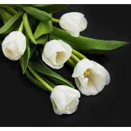 Staklena pregrada za kuhalo 600 mm / Bijeli tulipani